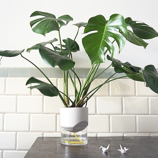 Gardening Monstera-Watering Mastering the Art of Monstera Care: A Guide to the Trendy Swiss Cheese Plant
