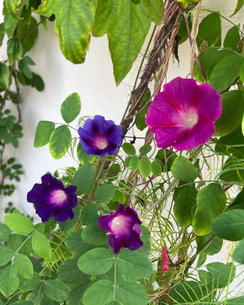 Morning-Glories-819x1024 20 Easy Flowers for Beginners to Grow