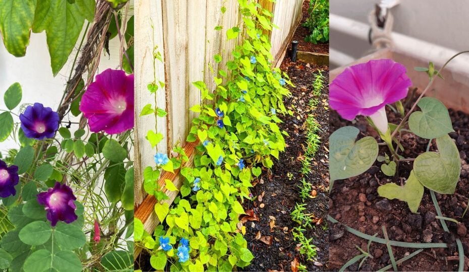 Morning Glory Vines