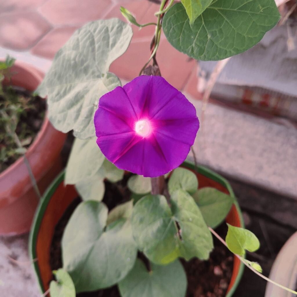 Morning-Glory-Vines-Indoor-Starts-1024x1024 Growing Morning Glory Vines: A Colorful, Easy-Care Flowering Vine