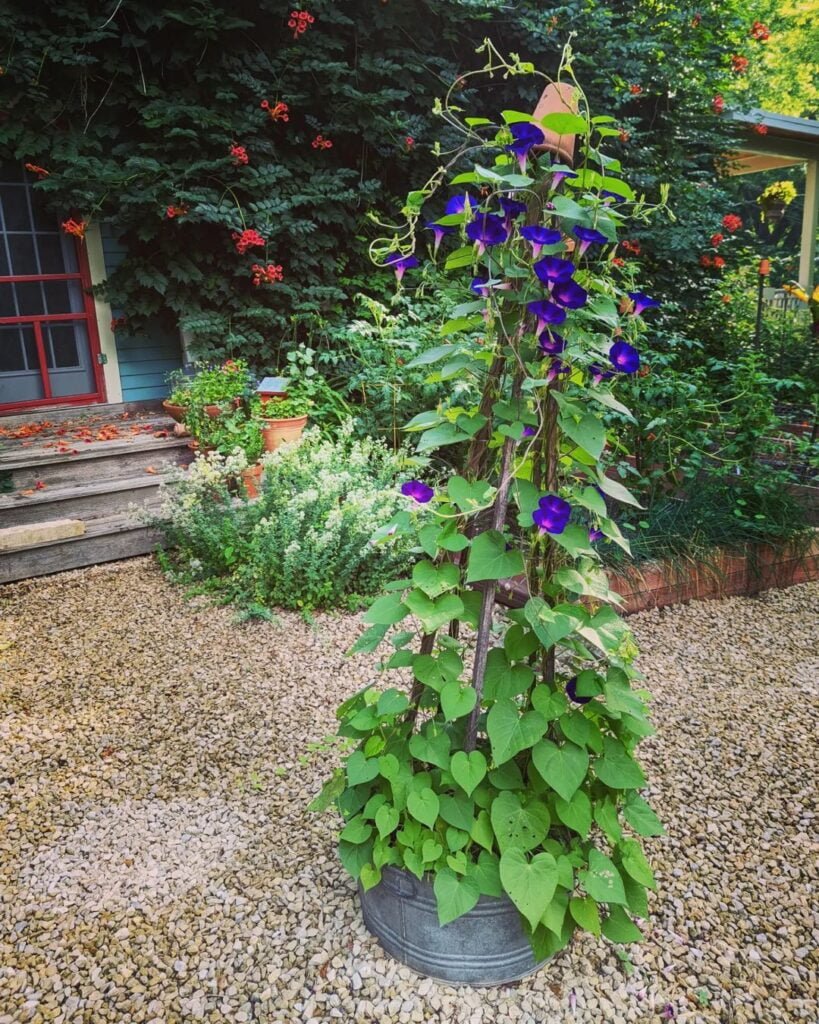 Morning-Glory-Vines-Supporting-Vines-819x1024 Growing Morning Glory Vines: A Colorful, Easy-Care Flowering Vine