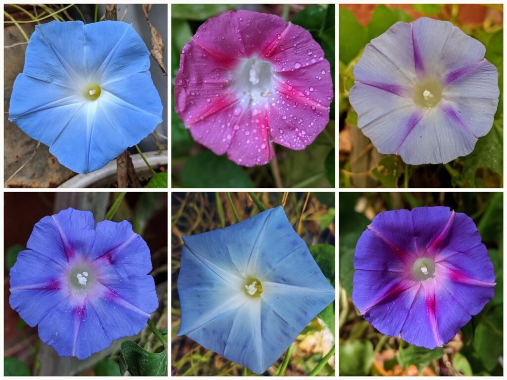 Morning-Glory-Vines-Varieties-1024x768 Growing Morning Glory Vines: A Colorful, Easy-Care Flowering Vine