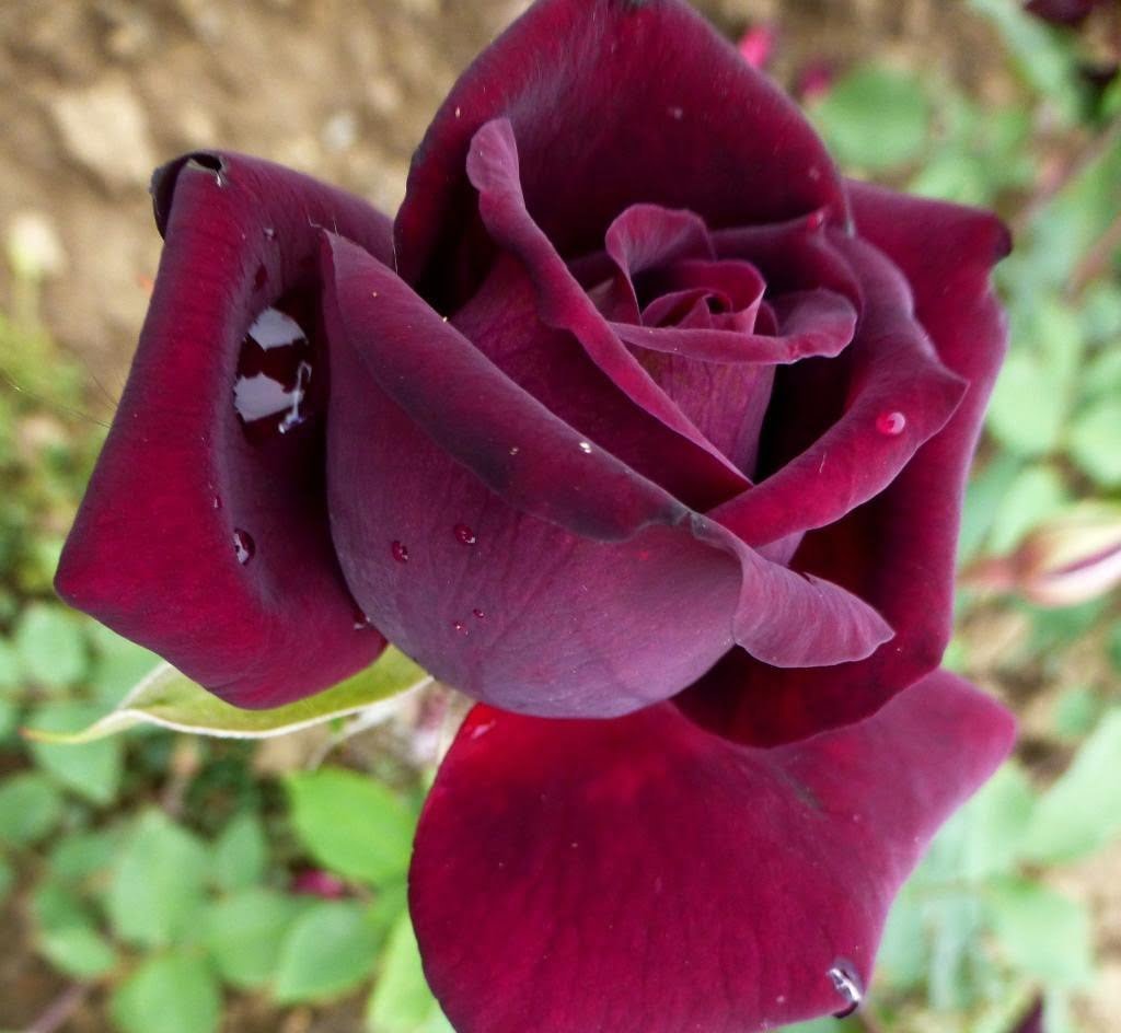 Nigrette Unveiling the Enigmatic Black Rose: A Comprehensive Guide