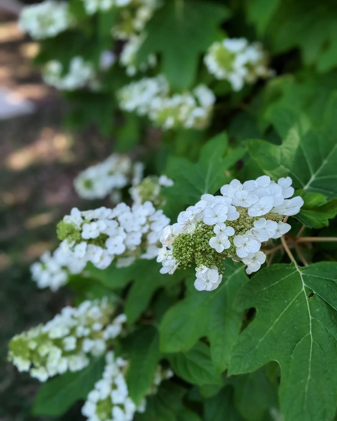 Gardening Oakleaf-Hydrangea 8 Hydrangea Varieties That'll Add Some Color to Your Garden