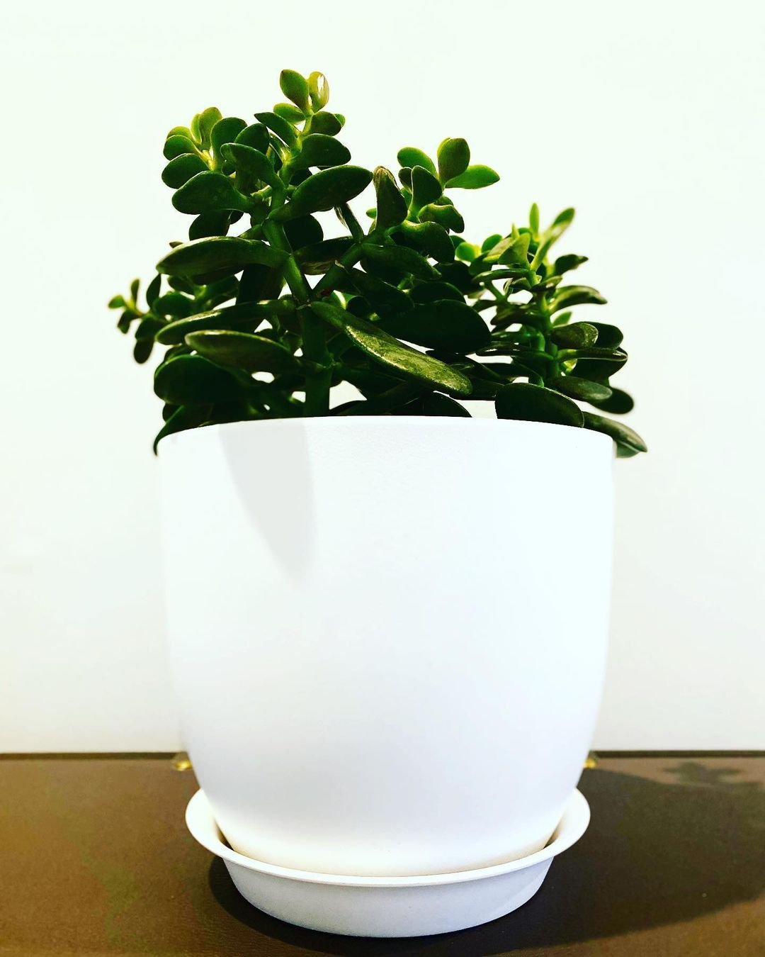 Origins-and-History-2 Crassula Ovata Variegated Jade Plant: A Comprehensive Guide