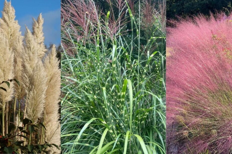 Ornamental Grass Varieties