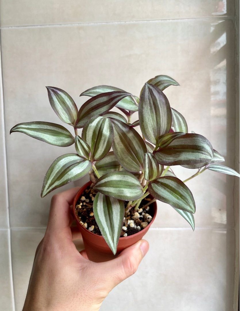 Outdoor-Cultivation Wandering Jew: Complete Guide to Plant Care and Cultivation