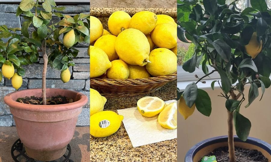 Own Lemon Tree