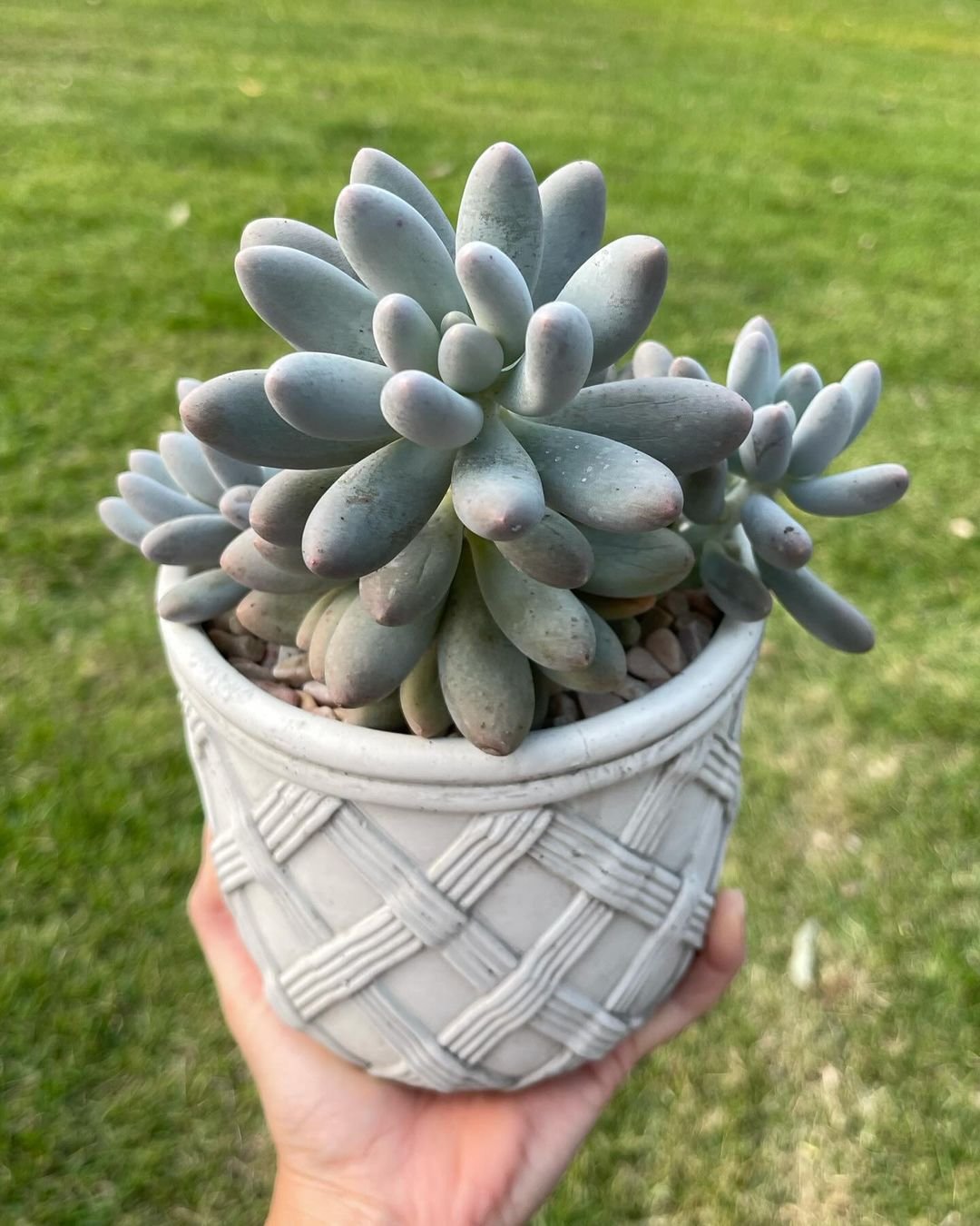  15 Popular Types of Succulents for Your Garden
