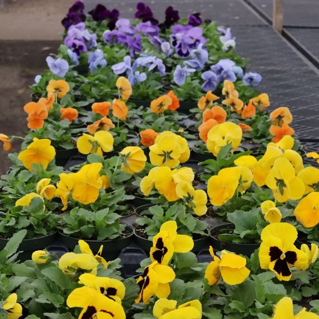 Pansies-m-1024x1024 20 Easy Flowers for Beginners to Grow