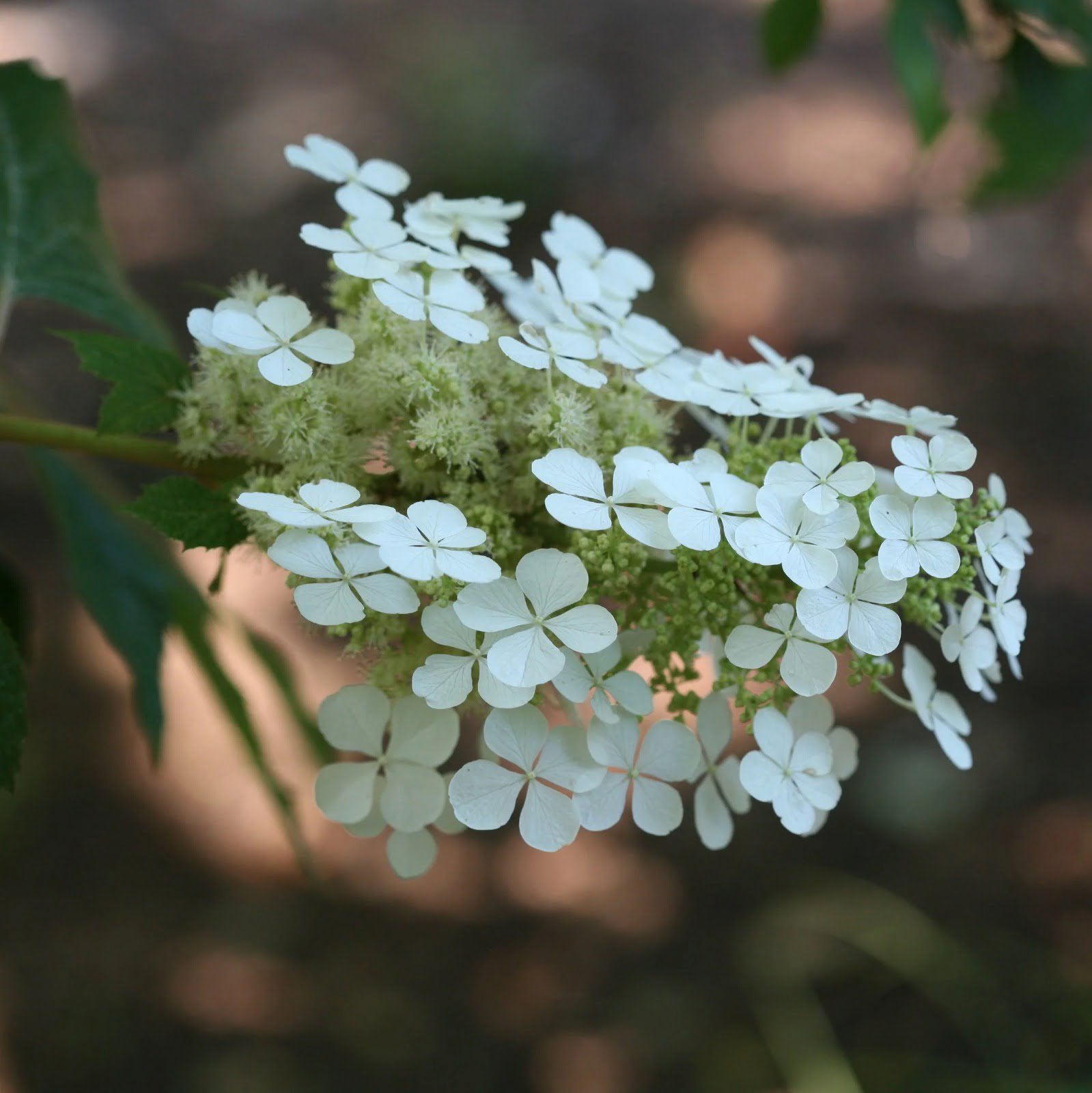Gardening Pee-Wee-Hydrangea 8 Hydrangea Varieties That'll Add Some Color to Your Garden