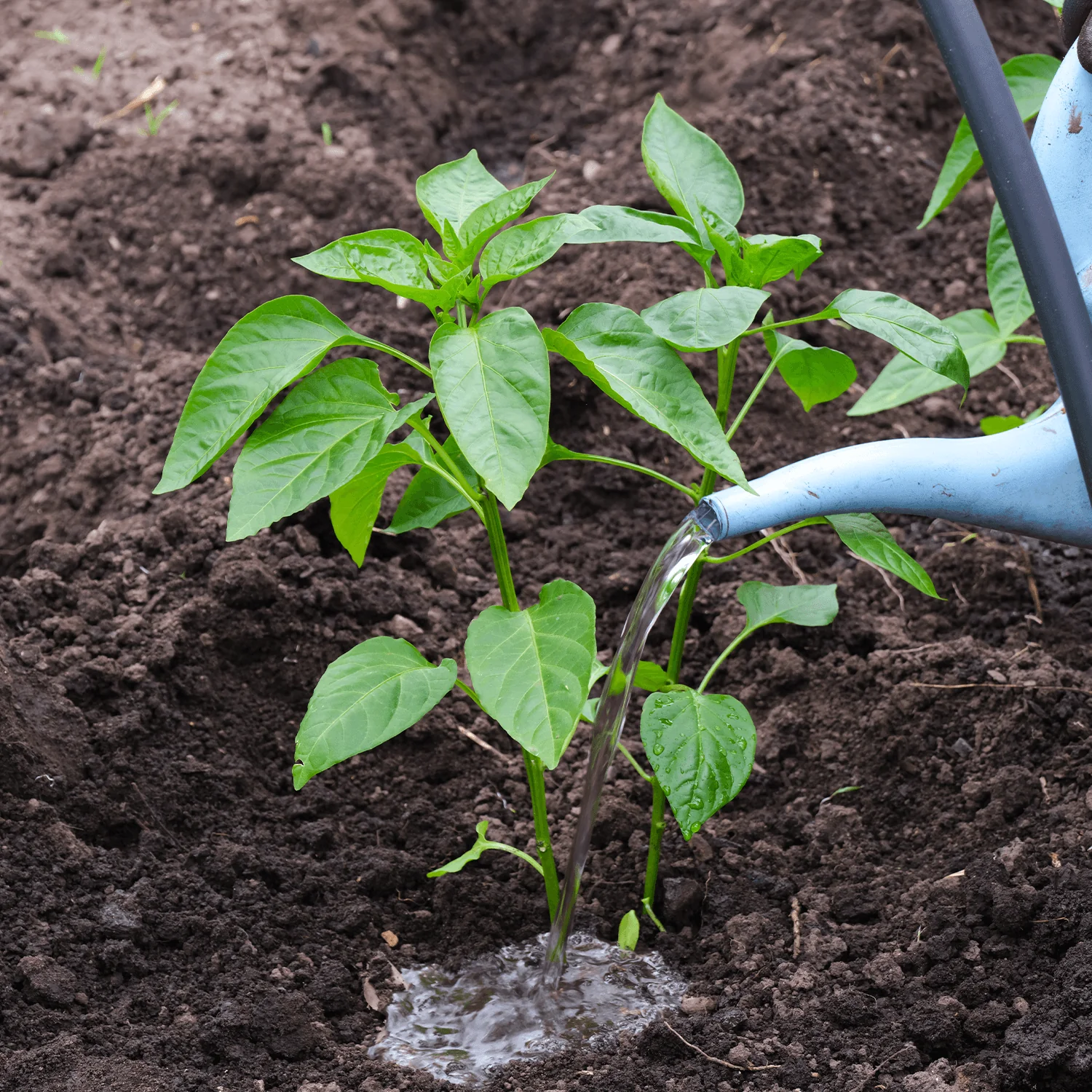 Gardening Pepper-Plants-Watering Peppers: The Ultimate Guide to Growing From Seed to Plate