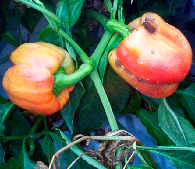 Gardening Peppers: The Ultimate Guide to Growing From Seed to Plate