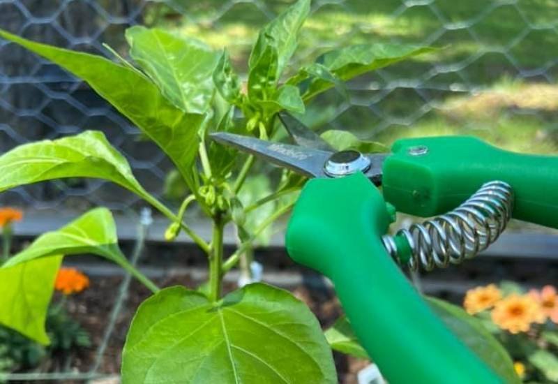 Gardening Peppers-plant-Pruning Peppers: The Ultimate Guide to Growing From Seed to Plate