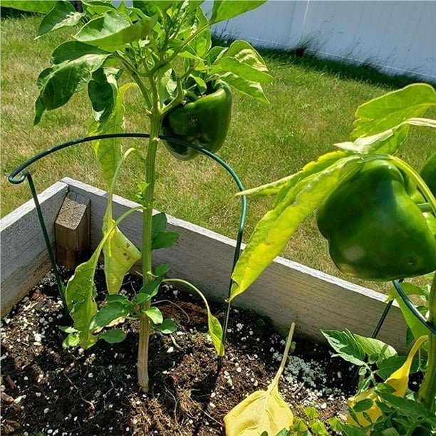 Gardening Peppers-plant-Staking-or-Caging Peppers: The Ultimate Guide to Growing From Seed to Plate