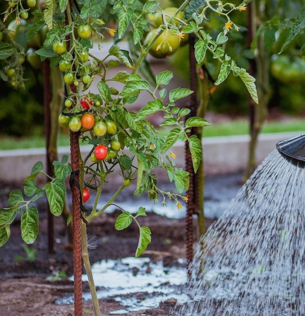  Your Complete Guide to Perfectly Watering Tomato Plants