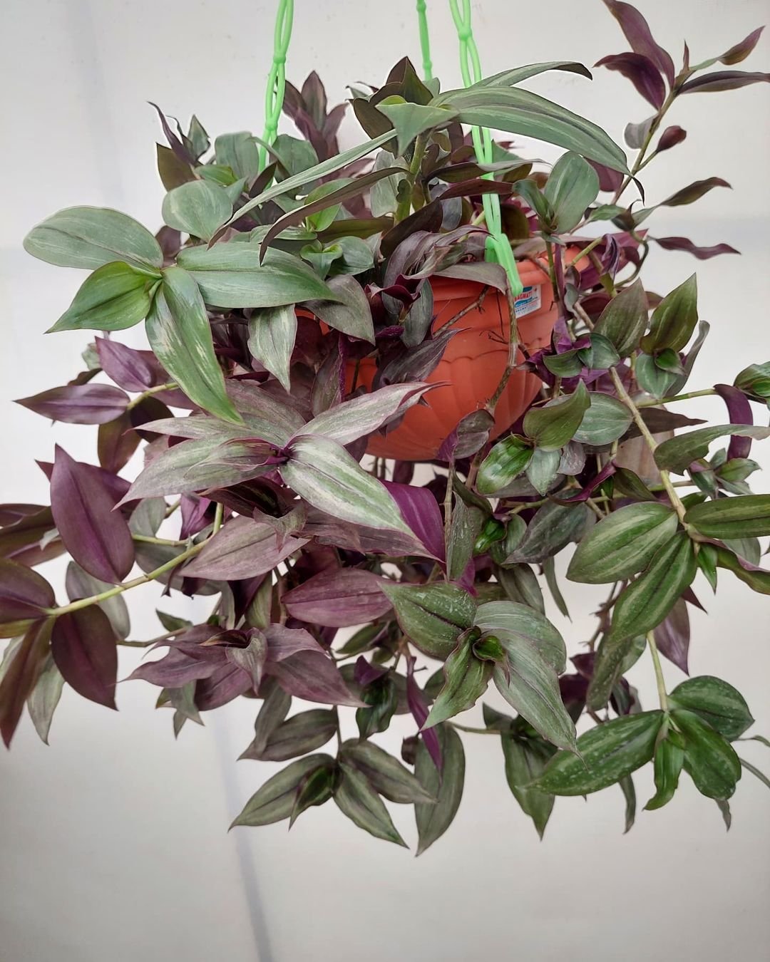 Pest-and-Disease-Management-2 Wandering Jew: Complete Guide to Plant Care and Cultivation