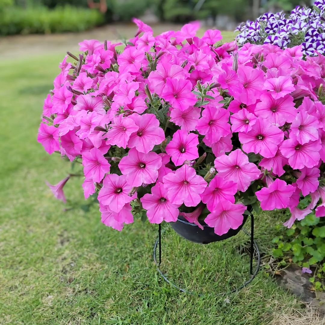 Petunias-1 12 Sun-Loving Plants Perfect for Your Sunny Porch