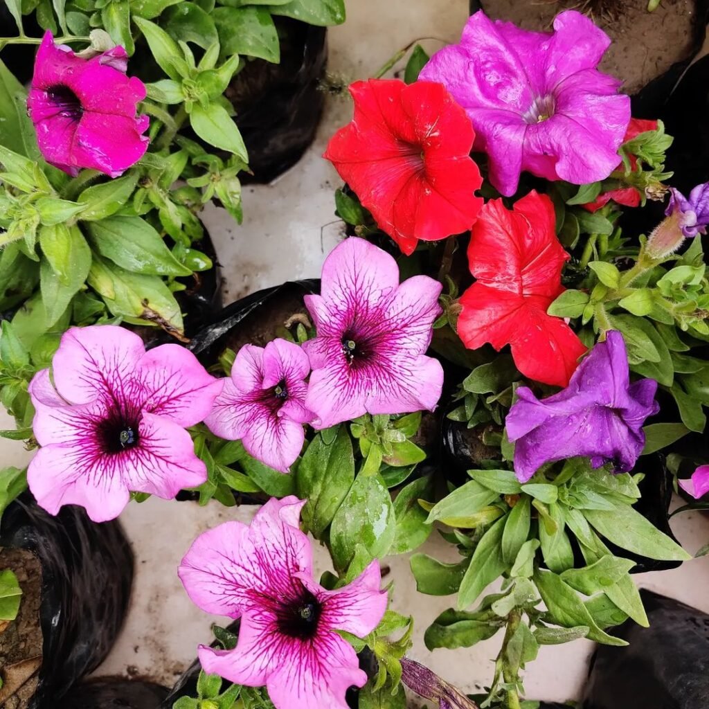 Petunias-n-1024x1024 20 Easy Flowers for Beginners to Grow