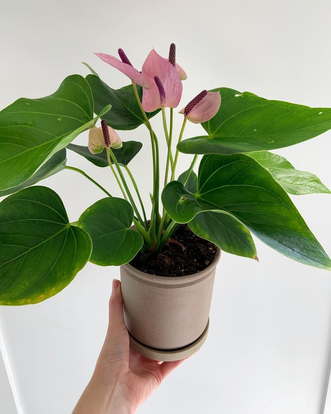 Pink-Anthurium1 15 Pink Houseplants To Add A Pop of Color To Your Home