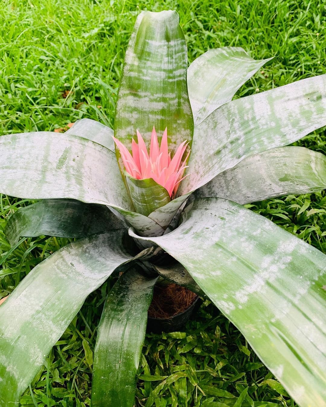 Pink-Bromeliads 15 Pink Houseplants To Add A Pop of Color To Your Home