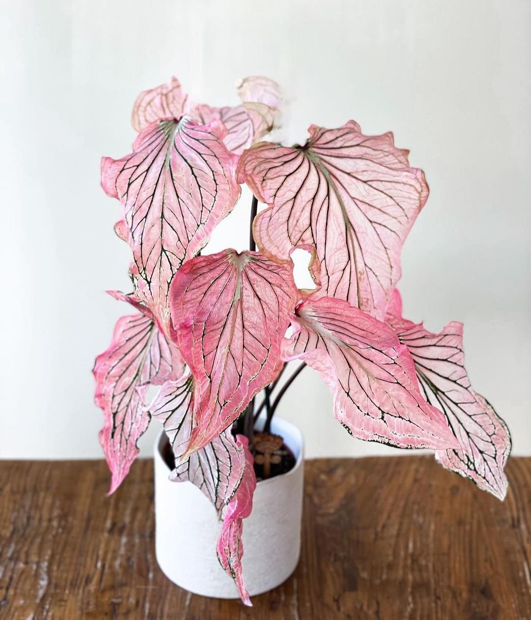 Pink-Caladium 15 Pink Houseplants To Add A Pop of Color To Your Home
