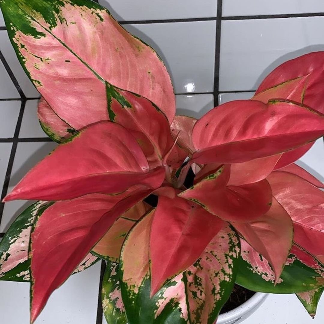 Pink-Chinese-Evergreen 15 Pink Houseplants To Add A Pop of Color To Your Home