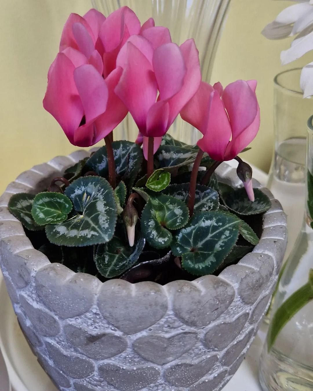 Pink-Cyclamen 15 Pink Houseplants To Add A Pop of Color To Your Home