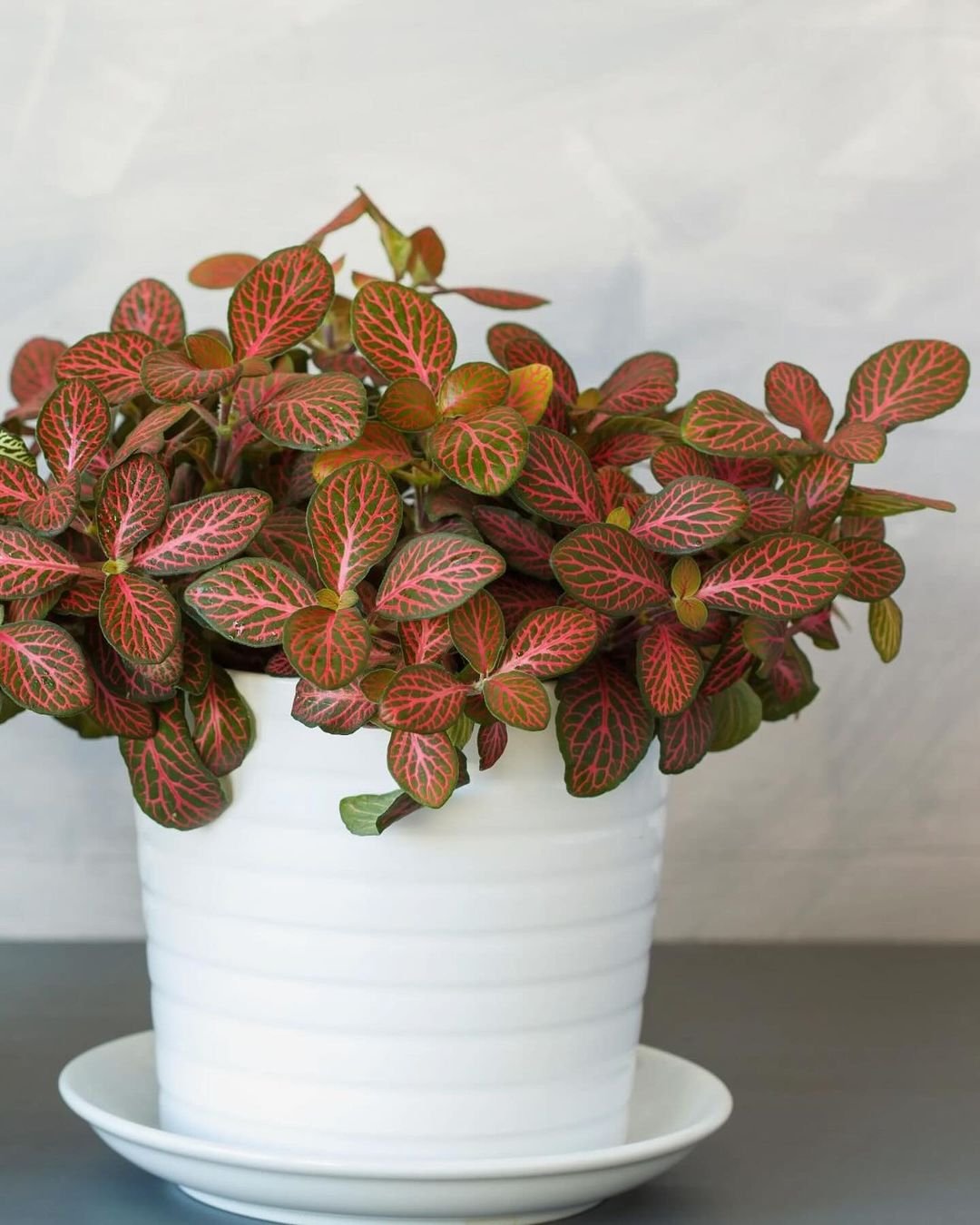 Pink-Fittonia 15 Pink Houseplants To Add A Pop of Color To Your Home