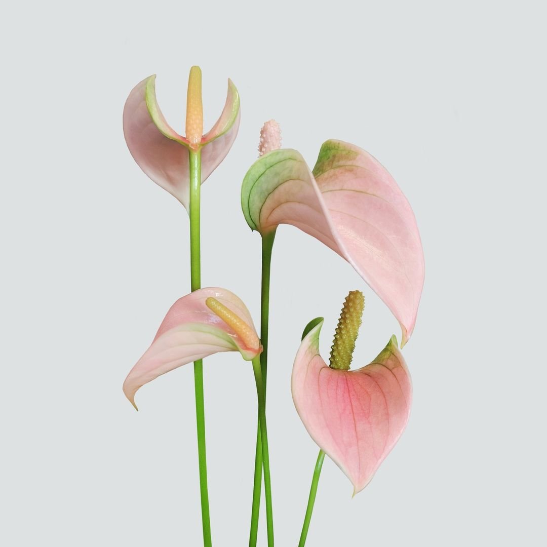 Pink-Flamingo-Flower 15 Pink Houseplants To Add A Pop of Color To Your Home