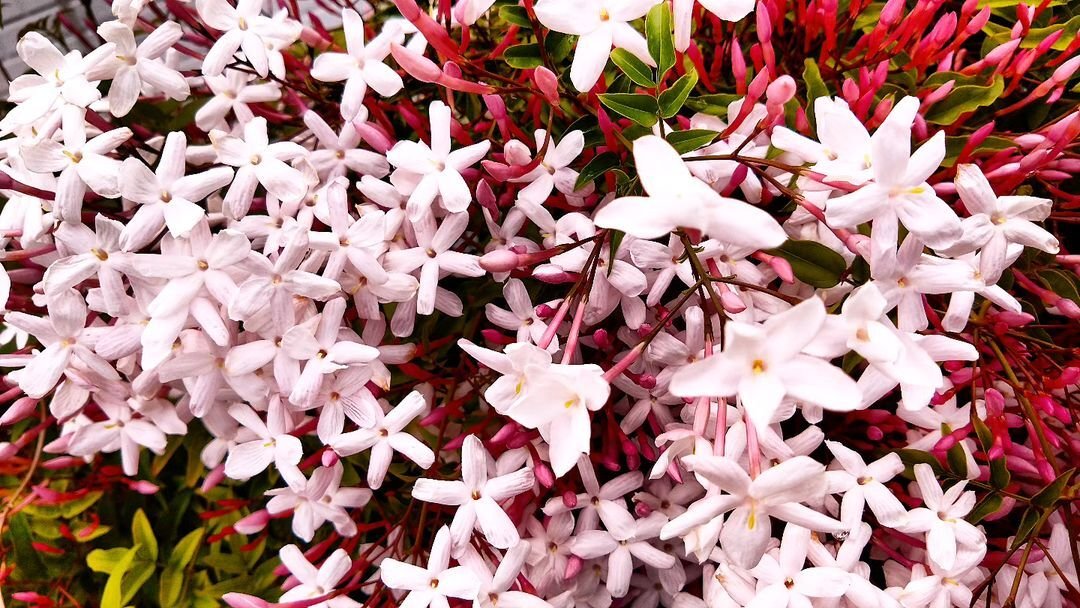 Pink-Jasmine 15 Pink Houseplants To Add A Pop of Color To Your Home