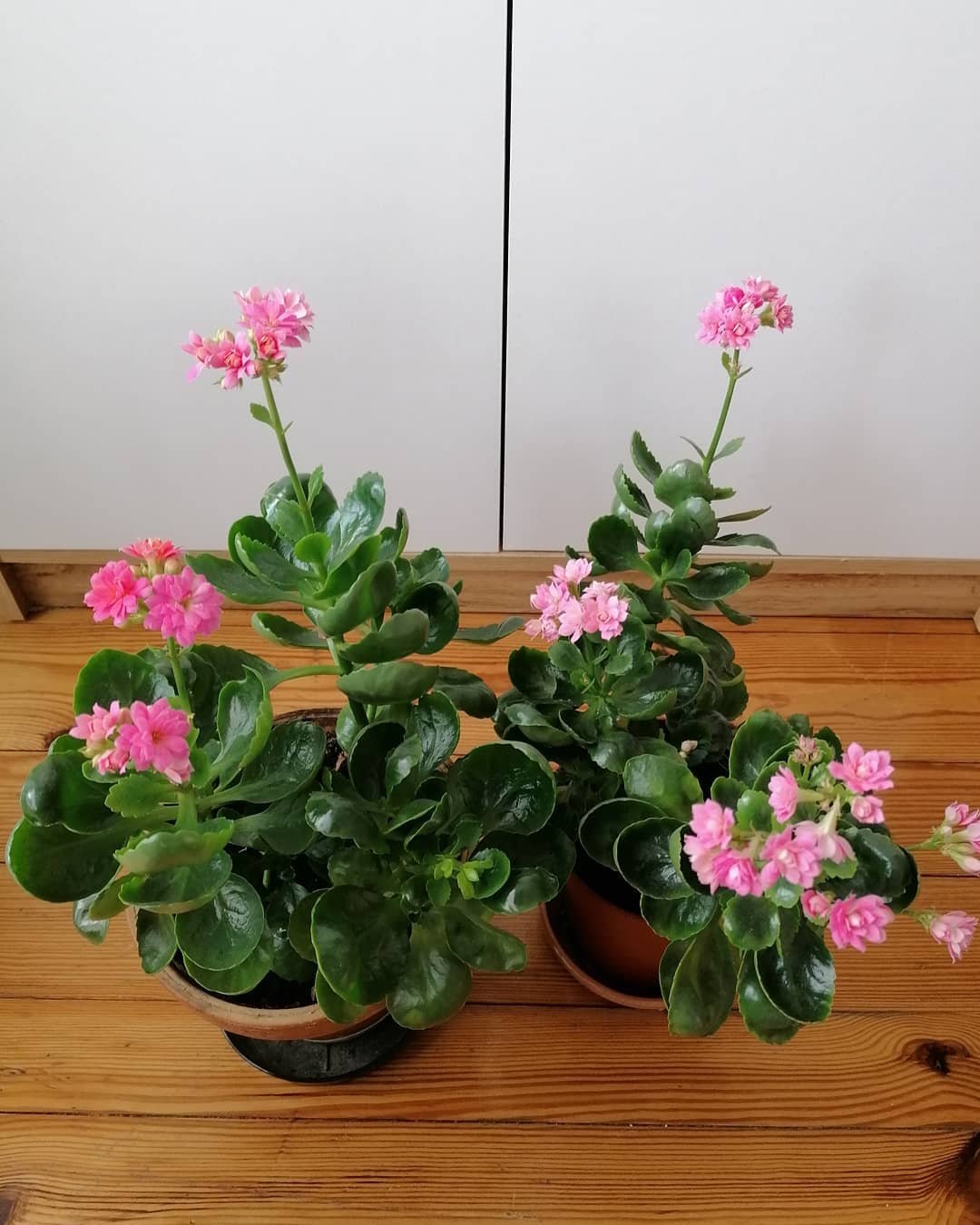  15 Pink Houseplants To Add A Pop of Color To Your Home