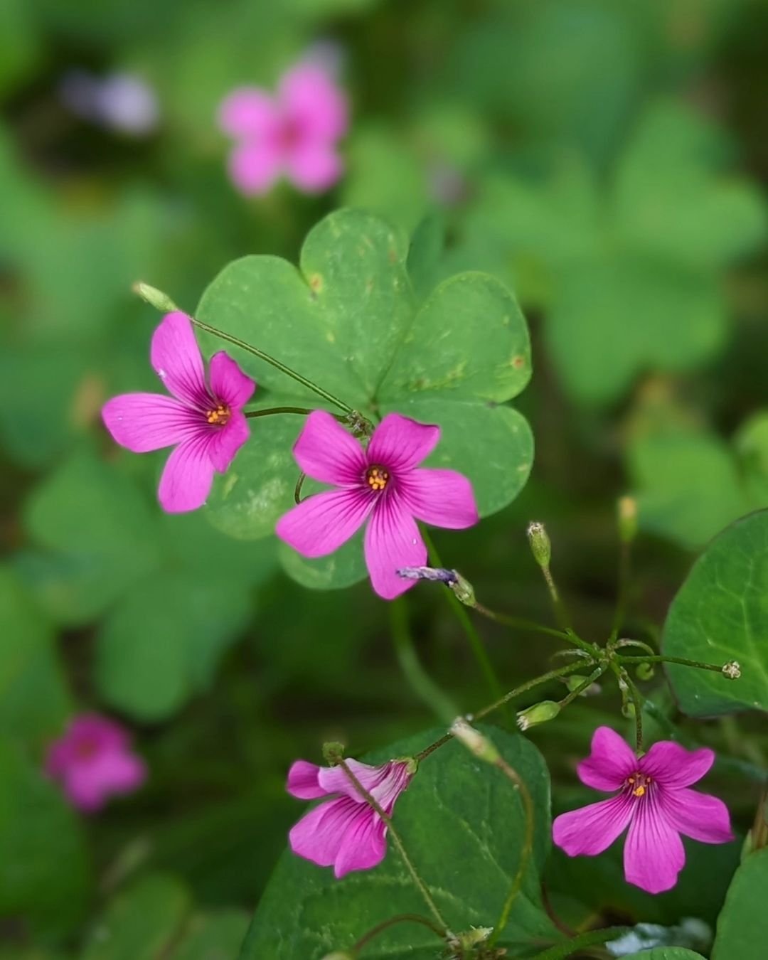 Pink-Oxalis 15 Pink Houseplants To Add A Pop of Color To Your Home