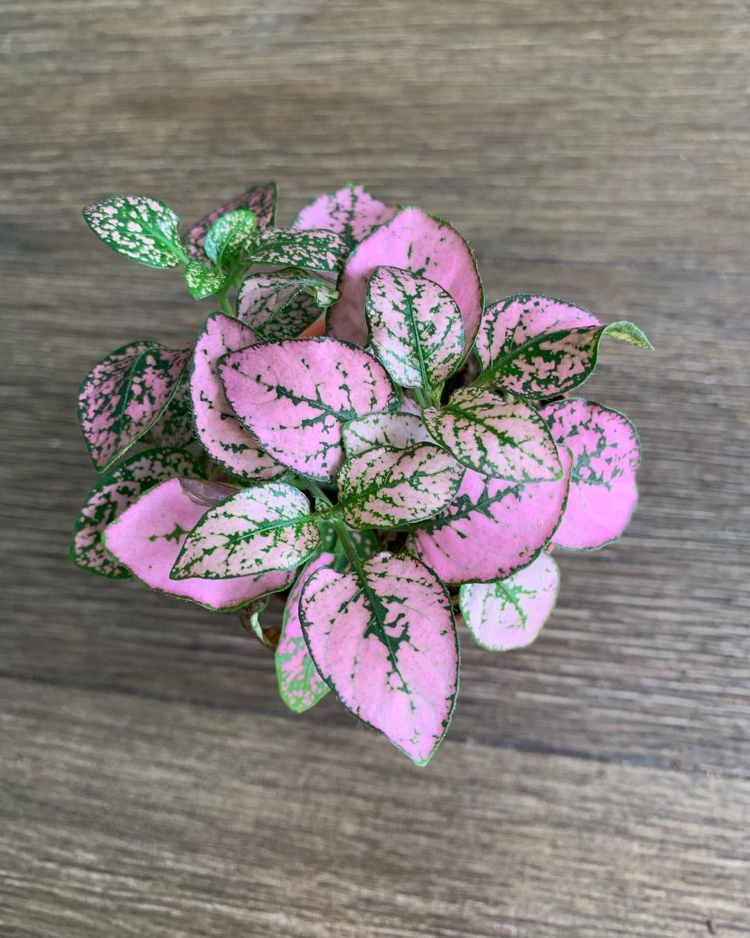 Pink-Polka-Dot-Plant 15 Pink Houseplants To Add A Pop of Color To Your Home
