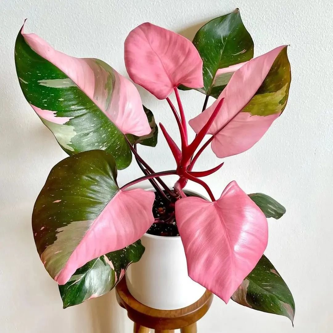 Pink-Princess-Philodendron 15 Pink Houseplants To Add A Pop of Color To Your Home