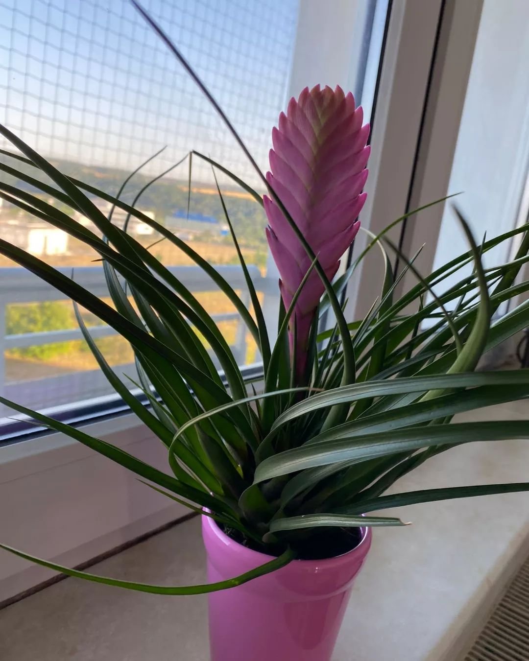 Pink-Quill 15 Pink Houseplants To Add A Pop of Color To Your Home