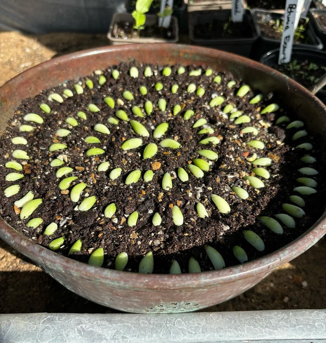 Growing Colorful Sedum & Stonecrop Ground Covers