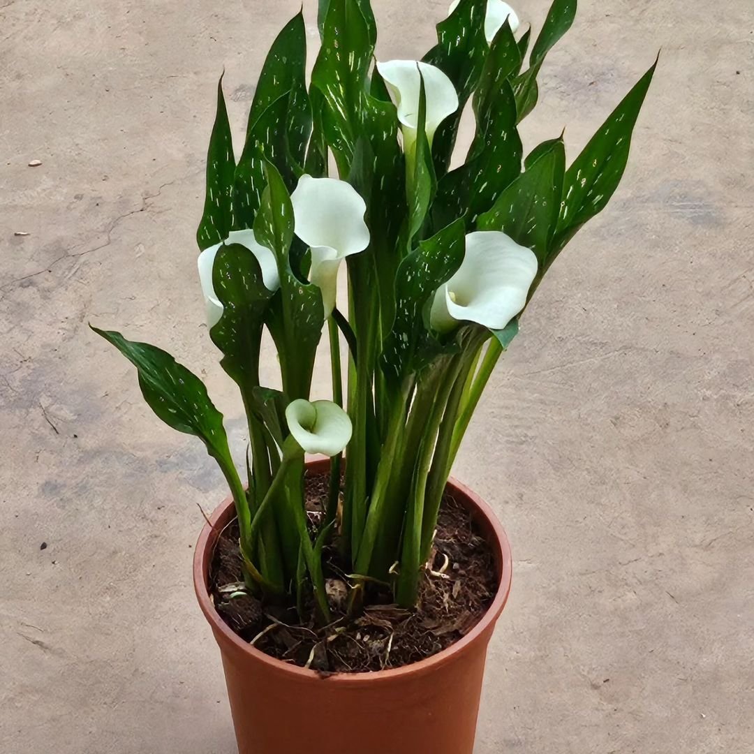 Planting-Calla-Lilies Caring for Calla Lilies in the Garden: A Comprehensive Guide