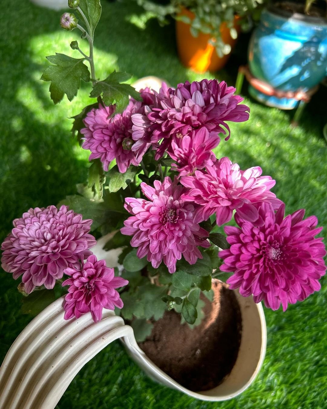 Planting-Chrysanthemums Chrysanthemums: Growing, Care & Design Tips for Stunning Fall Blooms