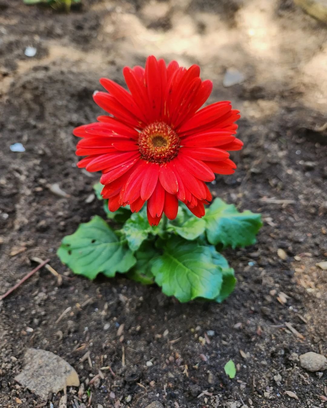Gardening Planting-Gerbera-Daisies 🌺 Grow Gorgeous Gerbera Daisy Flowers in Your Garden 🌺