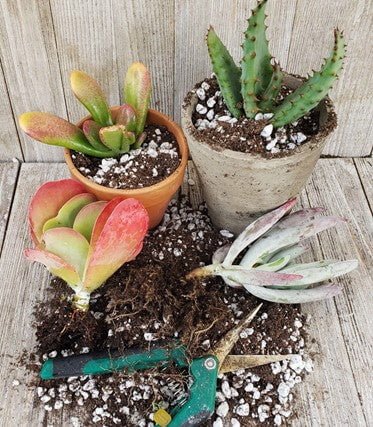 Planting-Succulents-Prune-and-Groom-Regularly Planting Succulents: 8 Tips for a Vibrant Succulent Garden