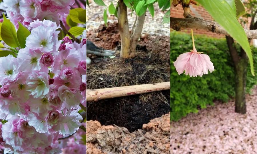 Planting and Growing Flowering Cherry Blossom Trees