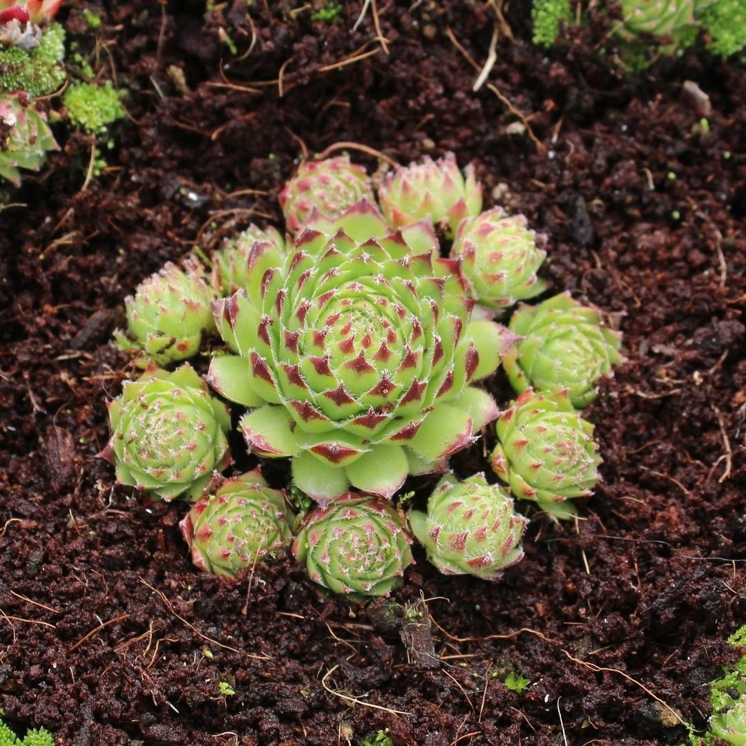 Planting-and-Growing-Hens-and-Chicks Easy Guide to Growing Charming Hens and Chicks Succulents