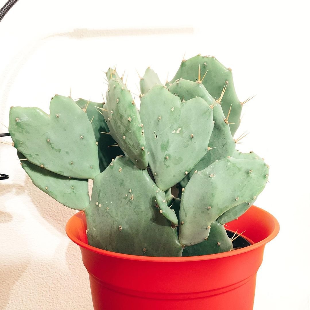 Planting-and-Spacing2 Secrets of Growing Prickly Pear Cactus in Your Garden