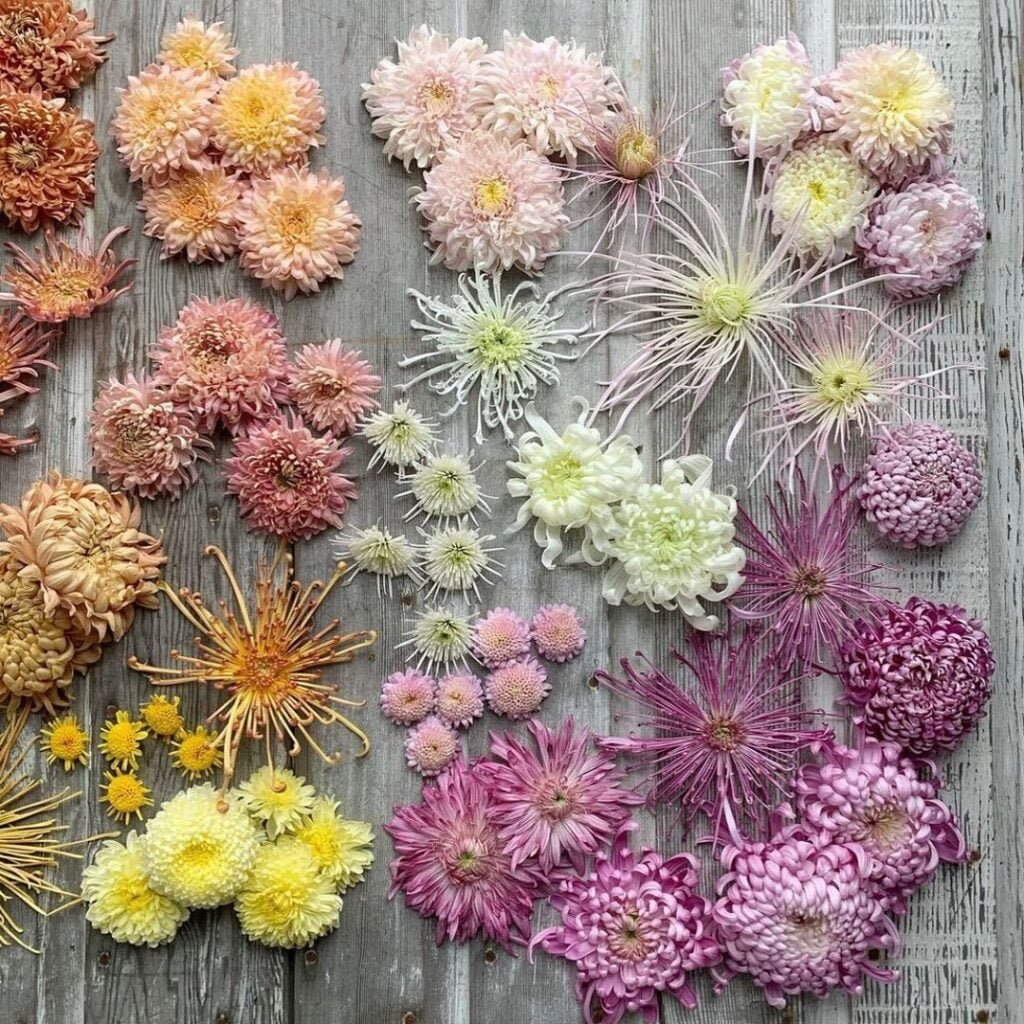 Popular-Chrysanthemum-Varieties-1024x1024 Chrysanthemums: Growing, Care & Design Tips for Stunning Fall Blooms