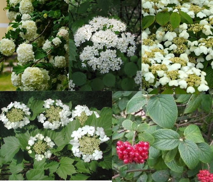 Popular-Viburnum-Varieties-2 "Vibrant Viburnum Shrubs: A Beginner's Guide to Growing Successfully"