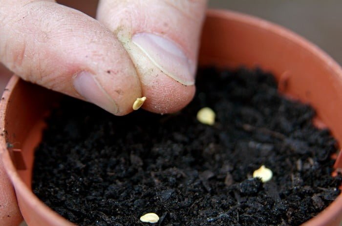 Gardening Preparing-the-Soil-and-Planting Peppers: The Ultimate Guide to Growing From Seed to Plate