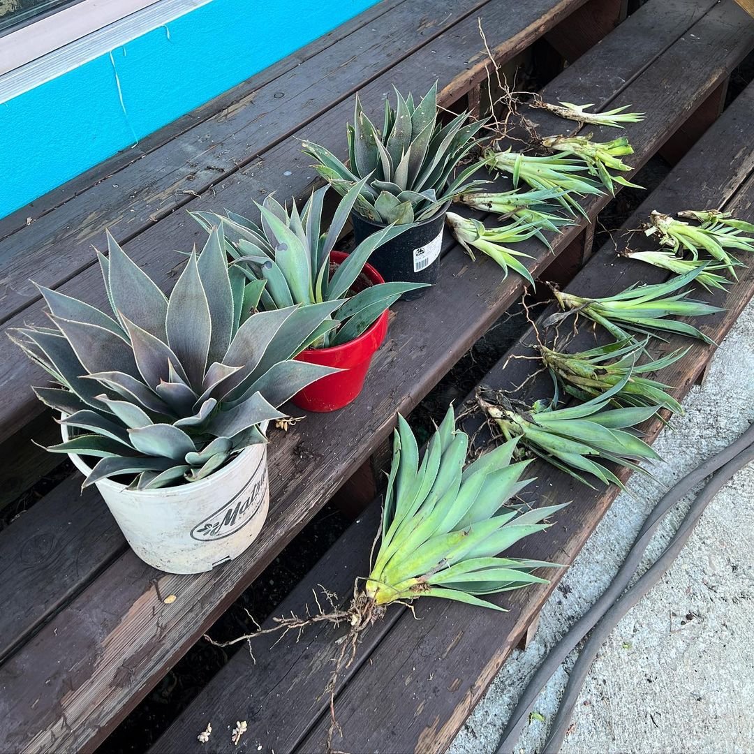 Propagating-Mangavess Mangaves: How to Grow Magnificent Agave Hybrids Successfully