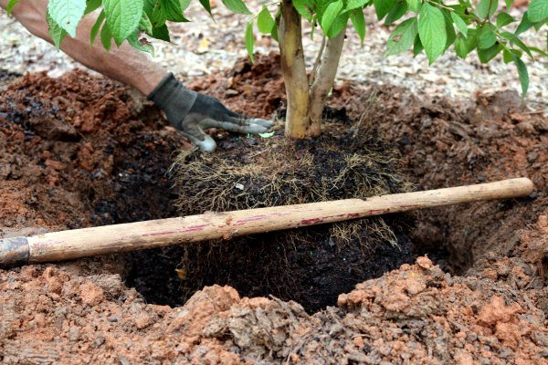 Gardening Proper-Planting-Techniques Cherry Blossom Trees: A Guide to Planting and Growing Stunning Flowering Trees