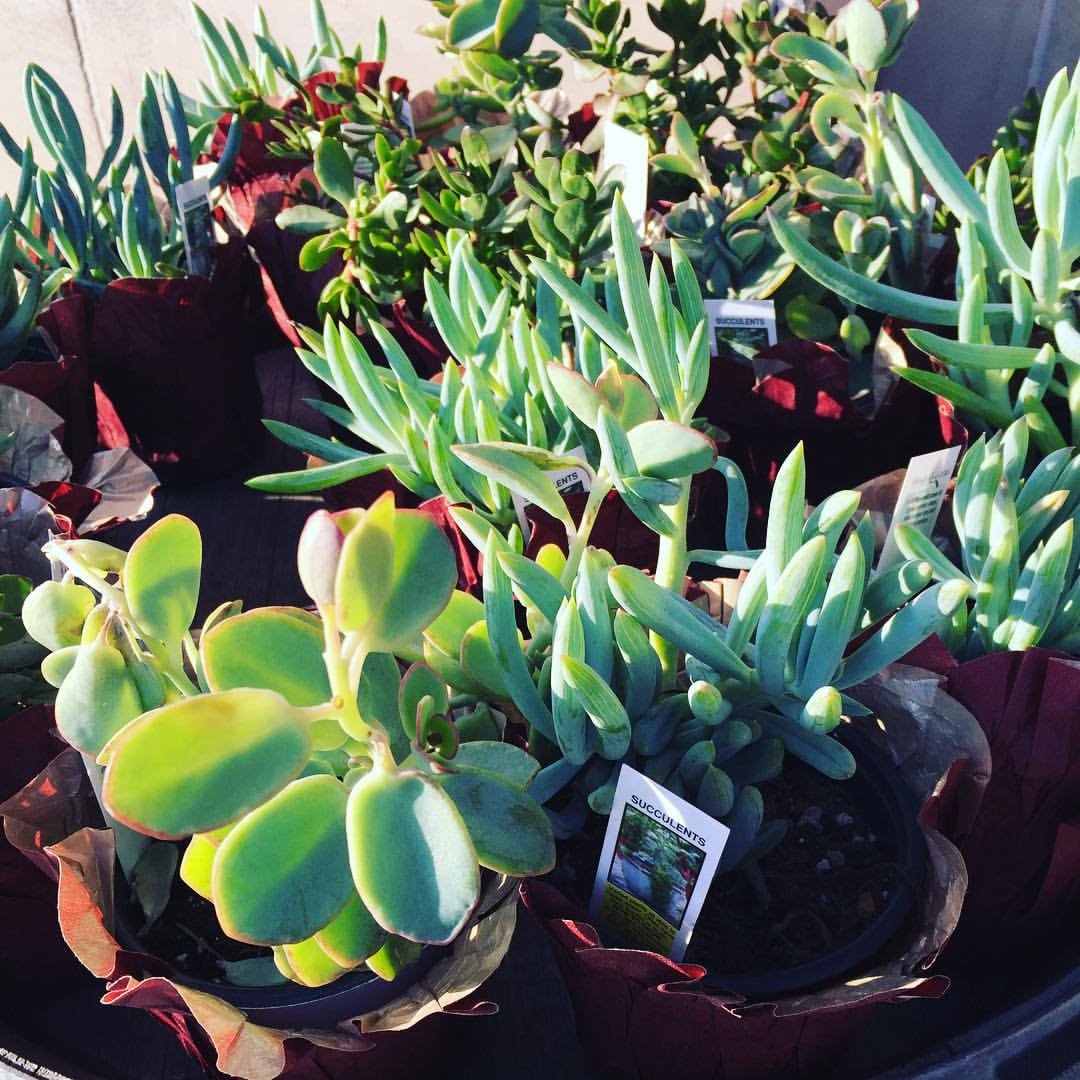  Planting Succulents: 8 Tips for a Vibrant Succulent Garden